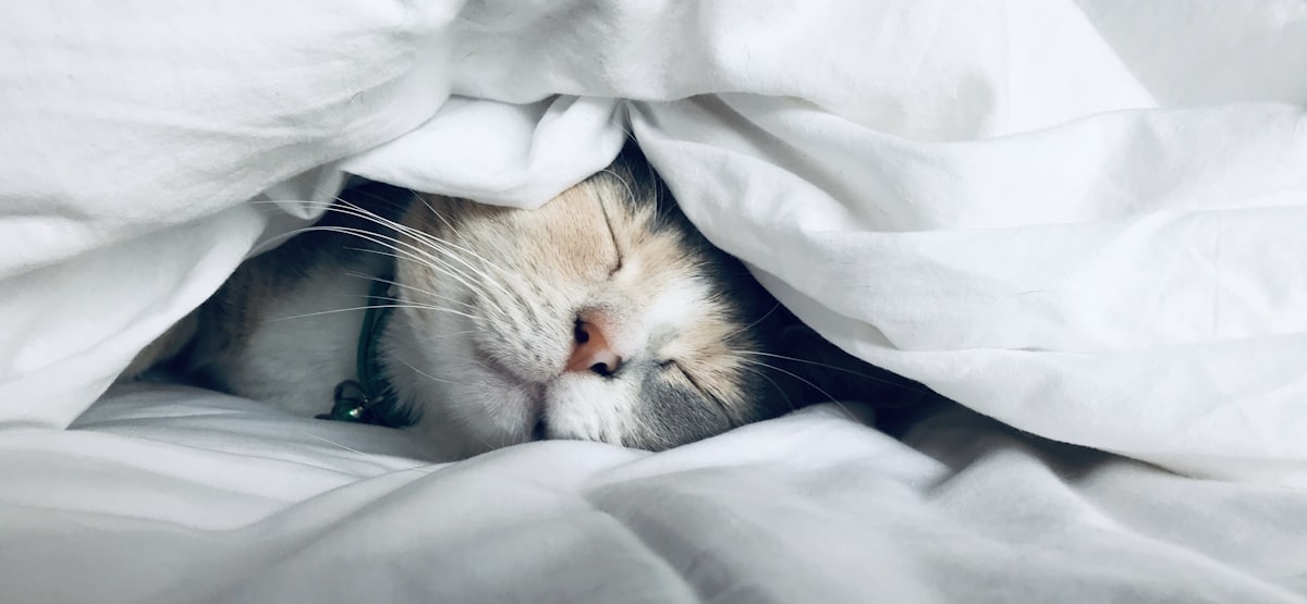 Cara tidur lebih nyenyak dengan sleep hygiene ala 2026